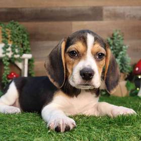 Beagle