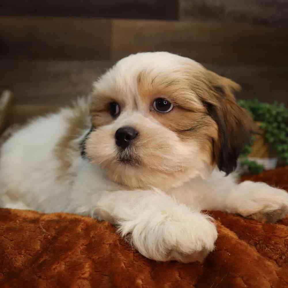 carousel pet images