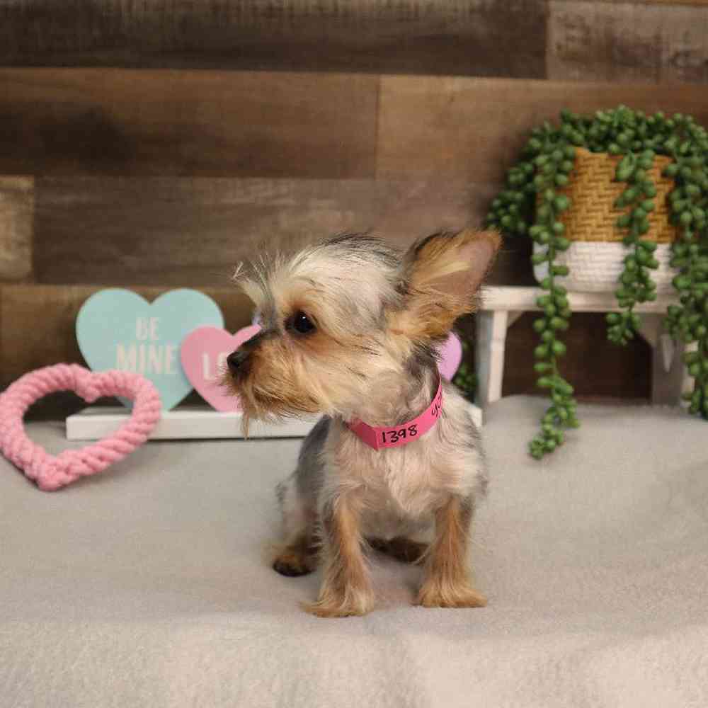 carousel pet images