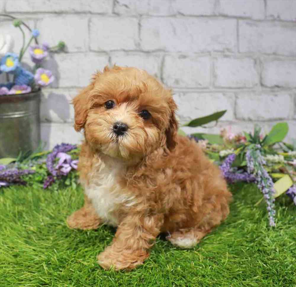 carousel pet images