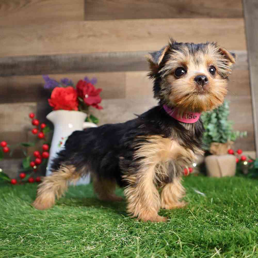 carousel pet images