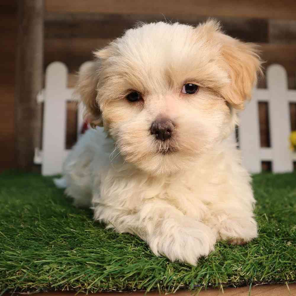 Female Lhasa Maltese Puppy for Sale in Blaine, MN