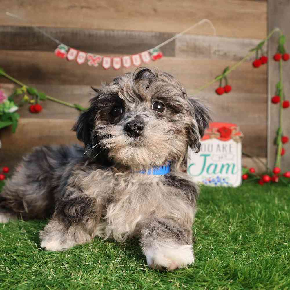 carousel pet images