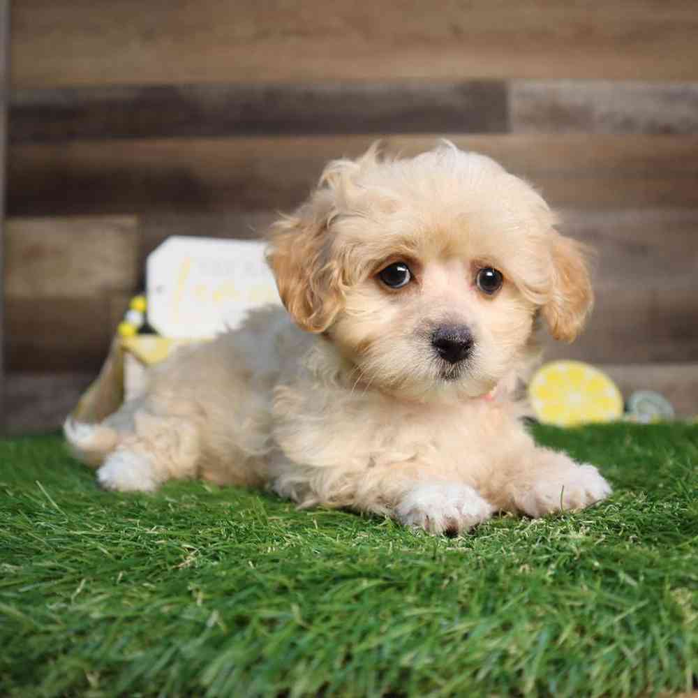 Female Maltipoo Puppy for Sale in Blaine, MN