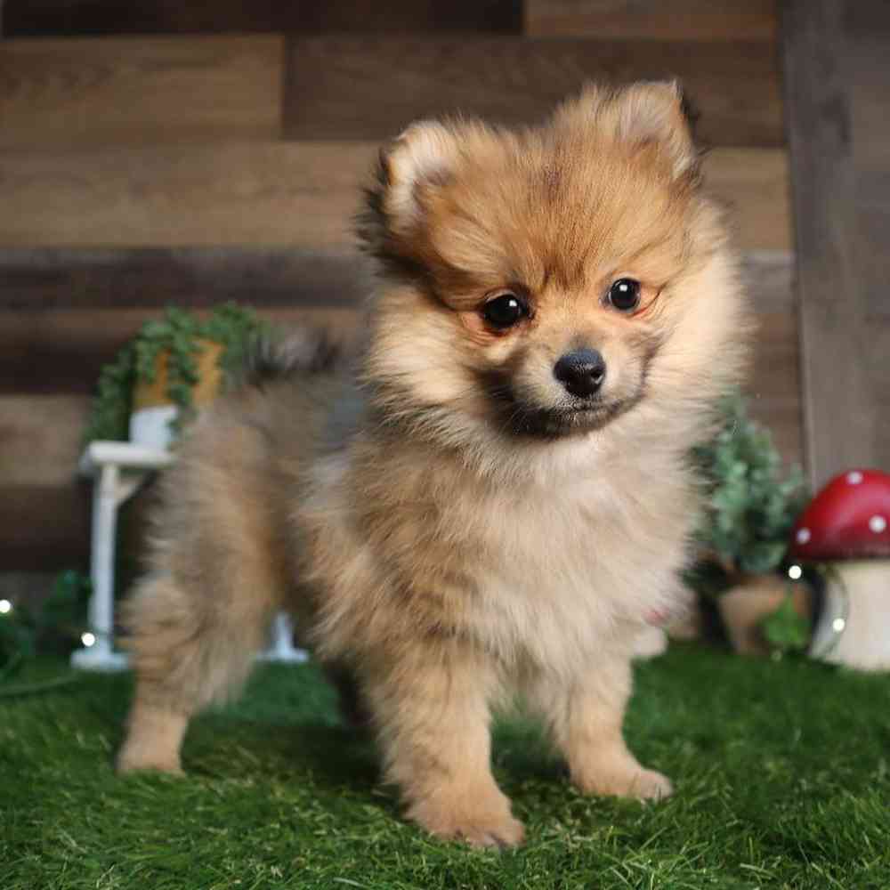 carousel pet images