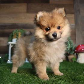 Pomeranian