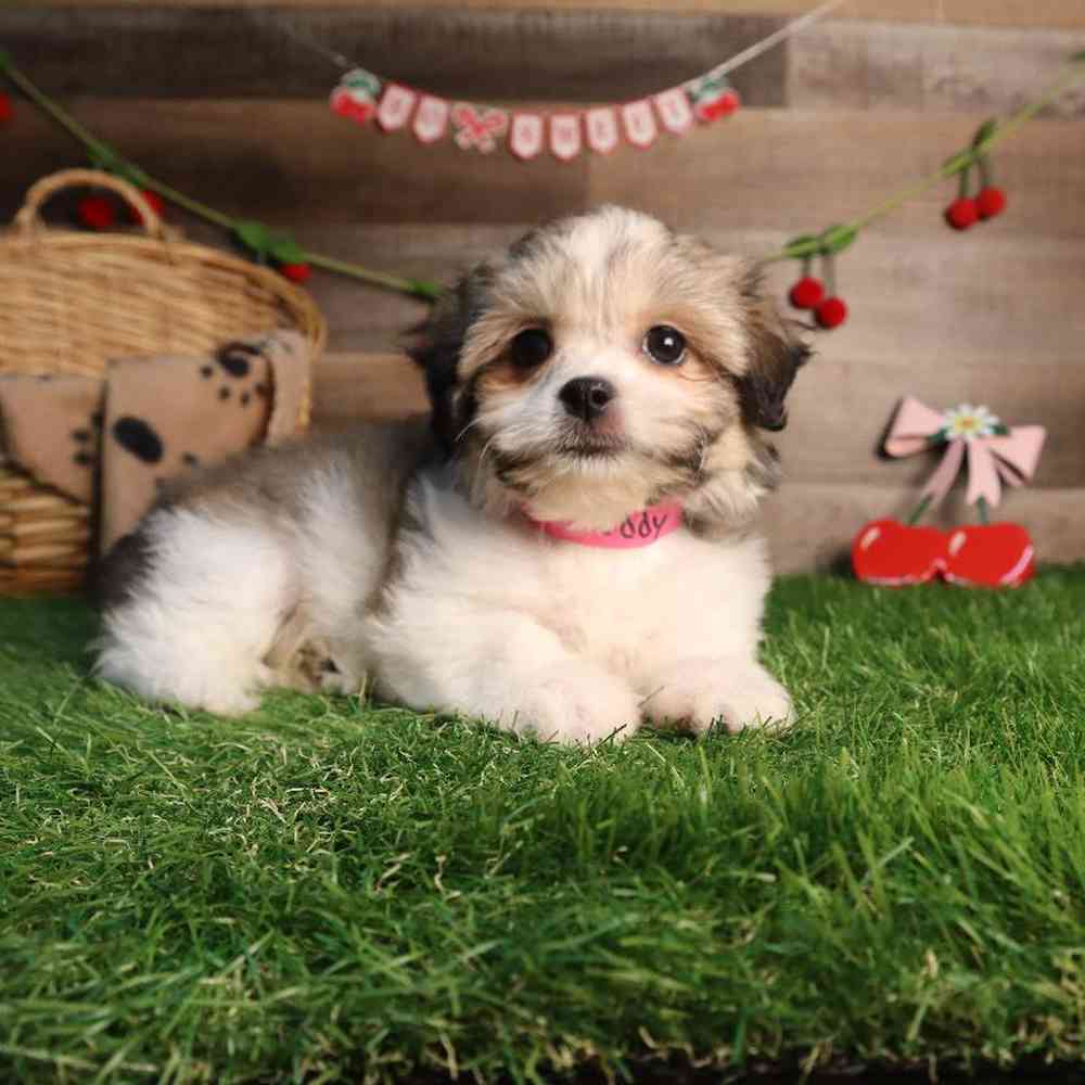 carousel pet images