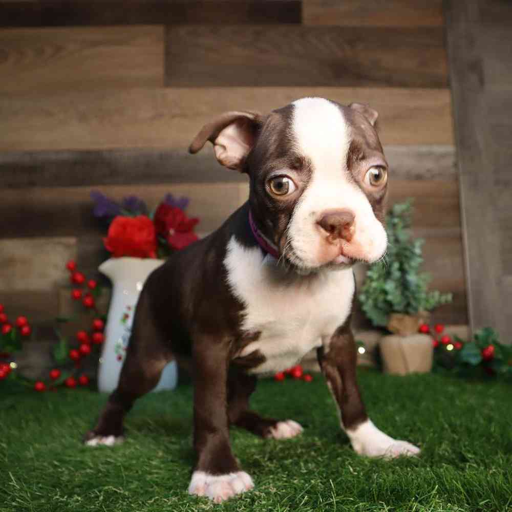 Female Boston Terrier Puppy for Sale in Blaine, MN