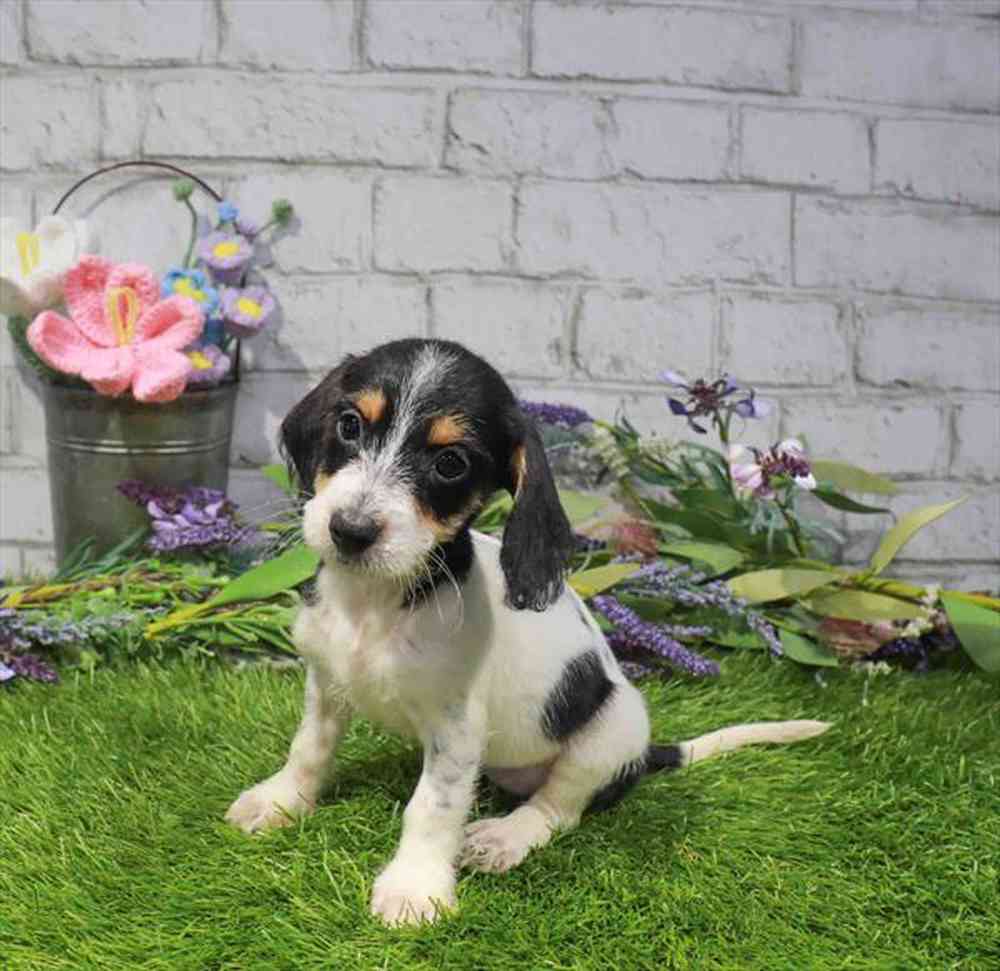 carousel pet images