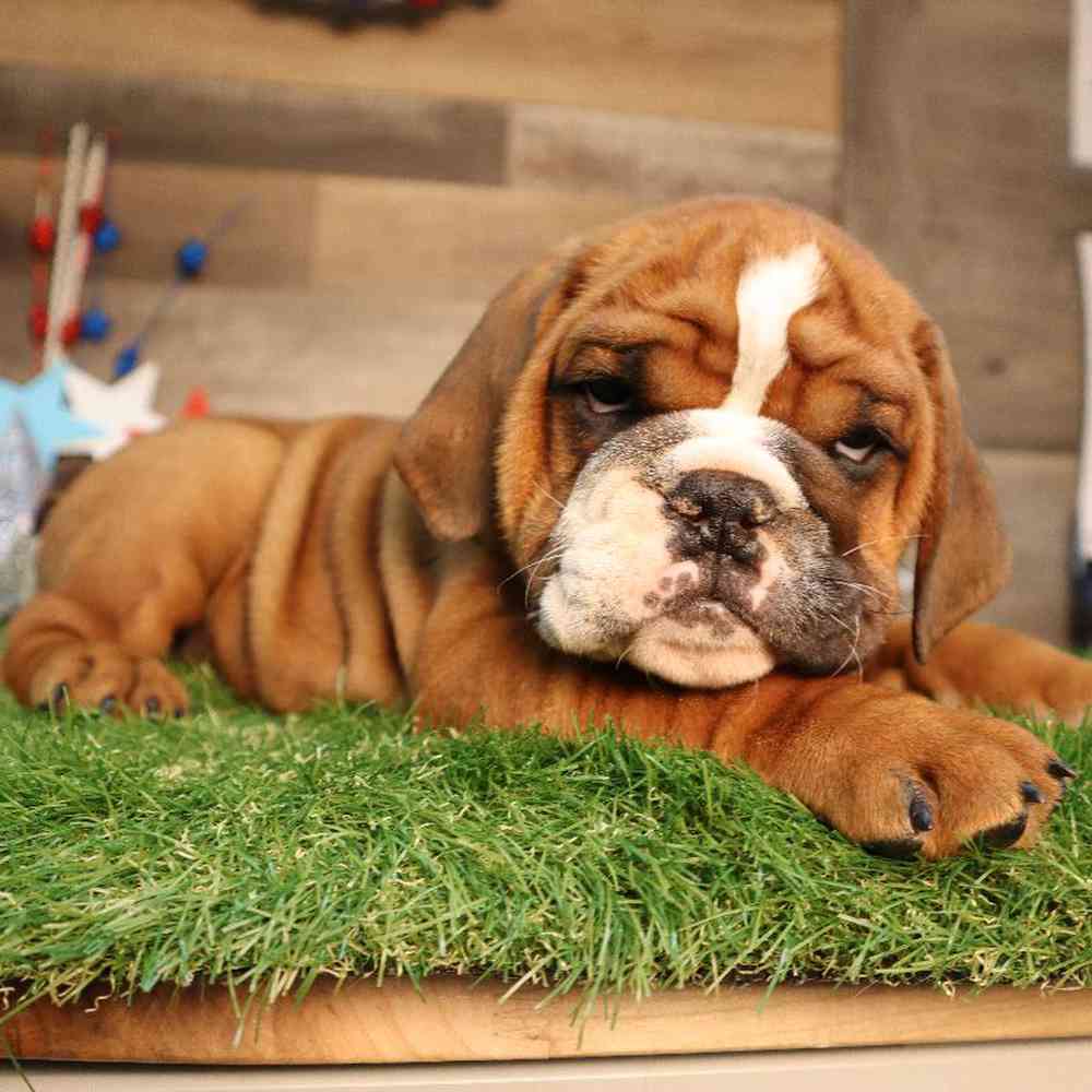 carousel pet images