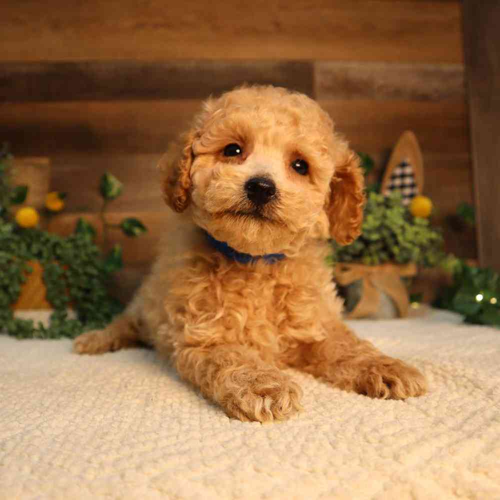 Male Mini Poodle Puppy for Sale in Blaine, MN