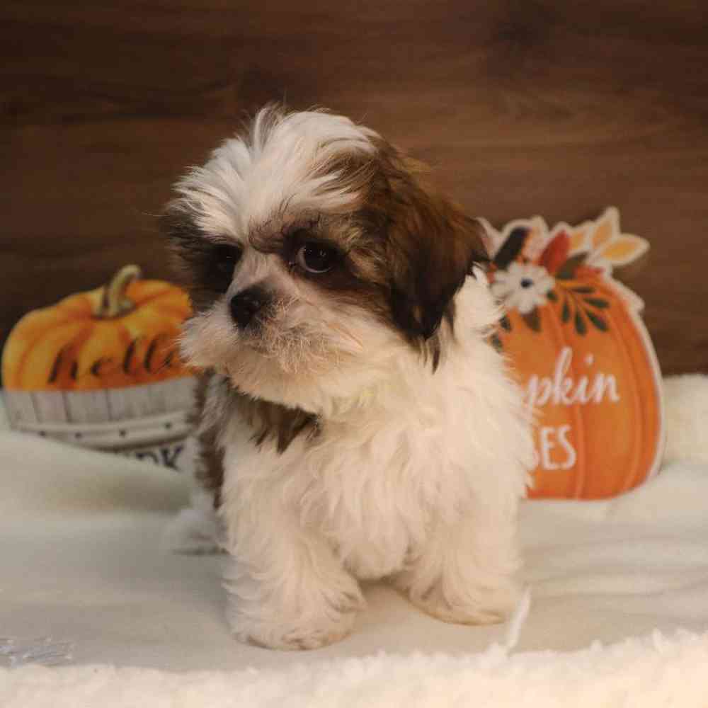 carousel pet images
