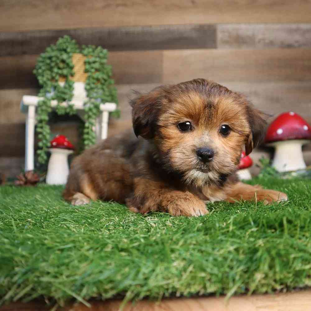 carousel pet images