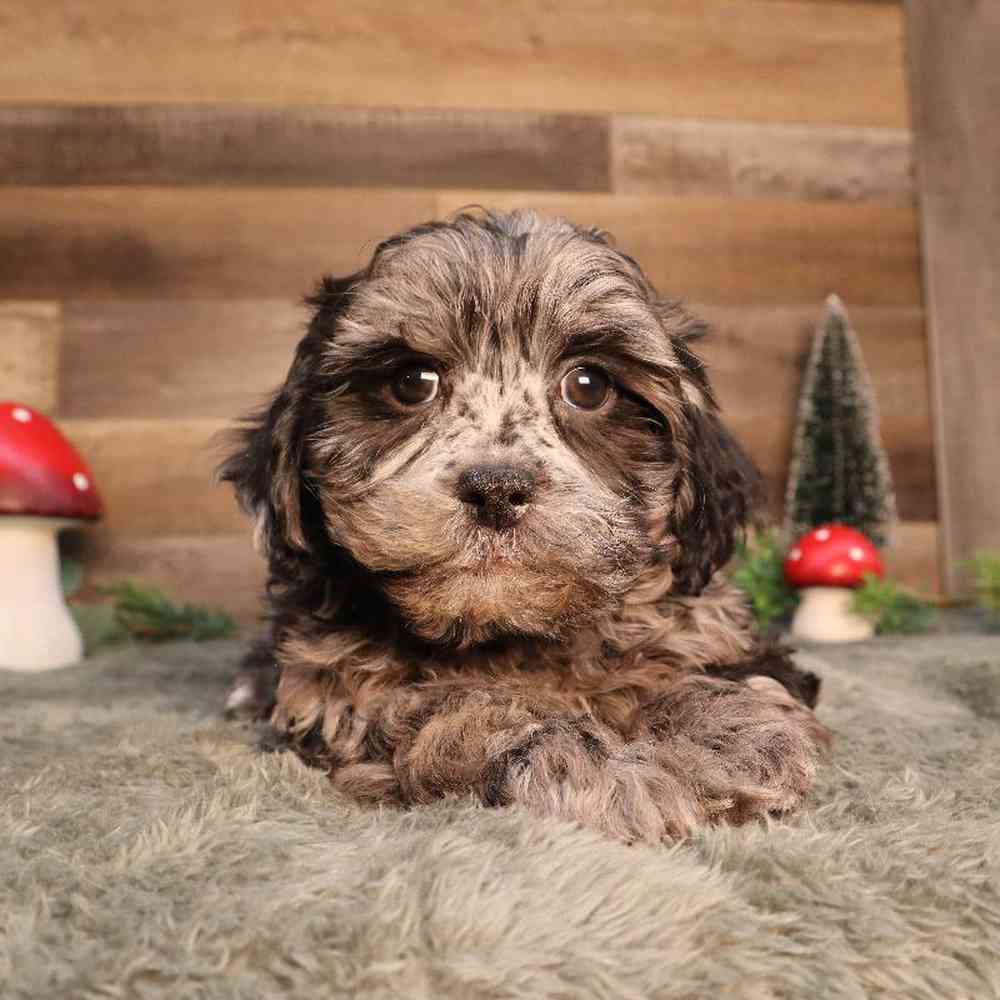Shipoo Puppy for sale - Four Paws and a Tail
