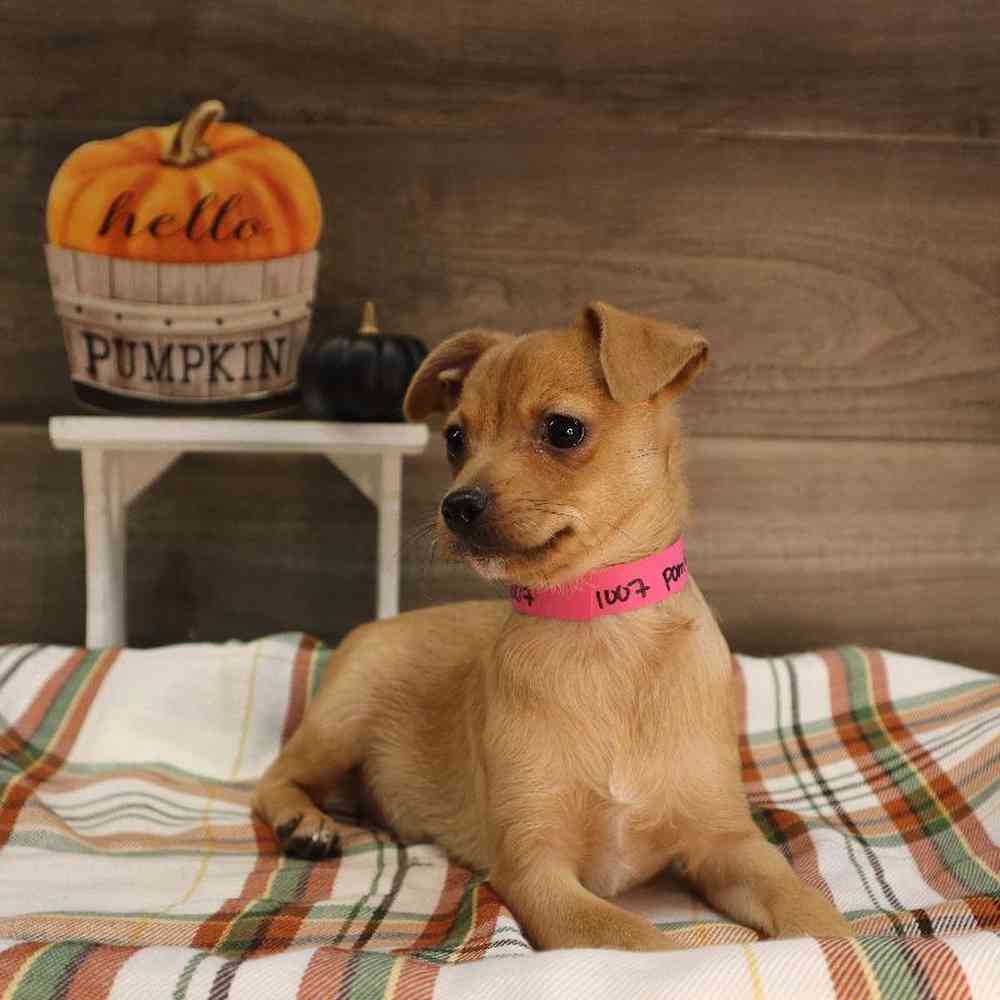 Female PomRat Puppy for sale
