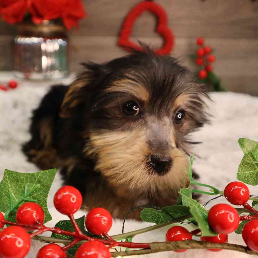 Female Yorkshire Terrier Puppy for Sale in Blaine, MN