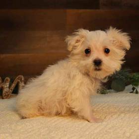 Maltese