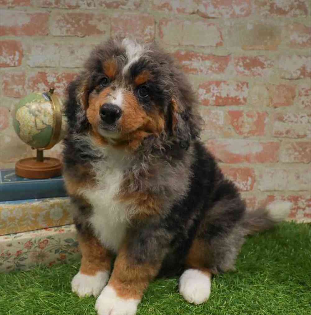 carousel pet images