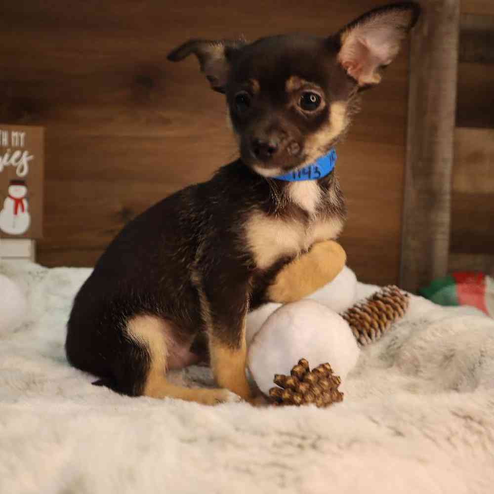 carousel pet images