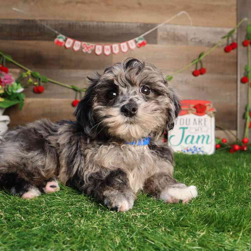 carousel pet images