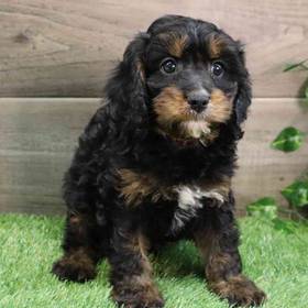 Cavapoo