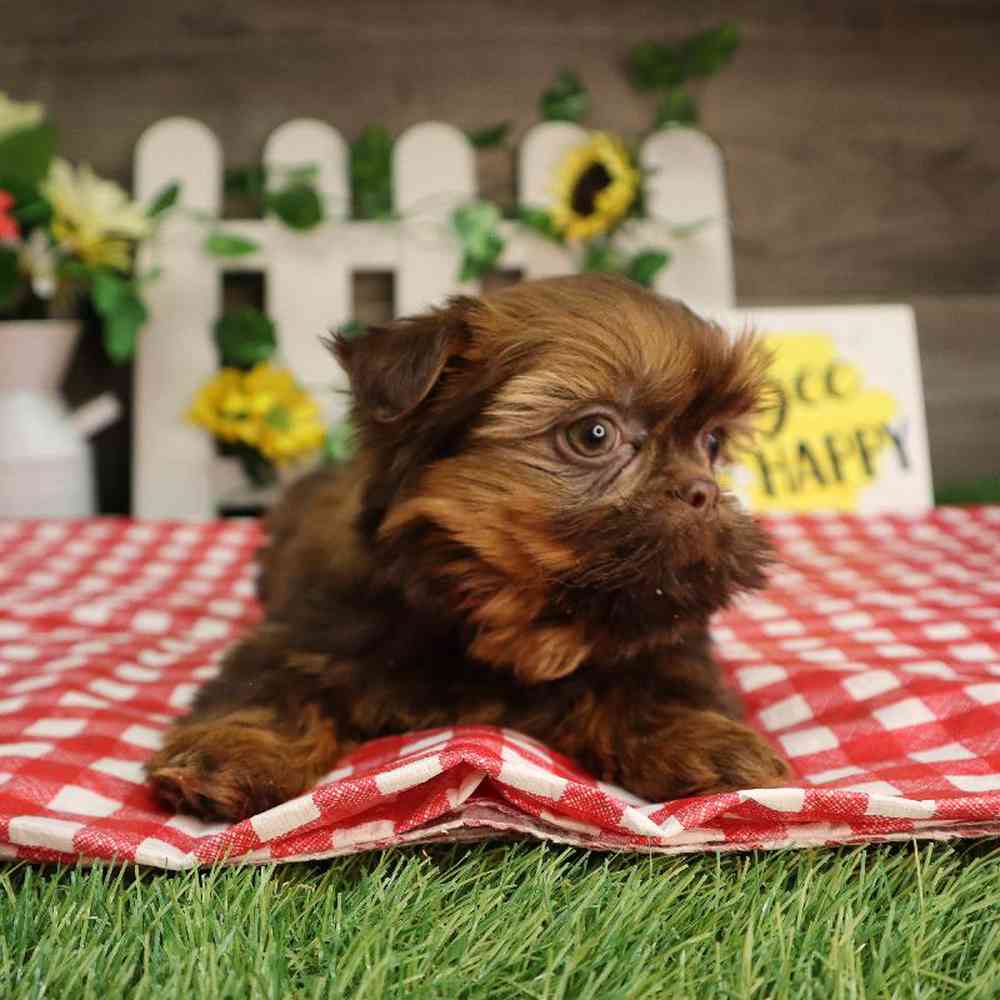 carousel pet images