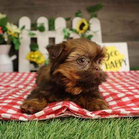 Shorkie