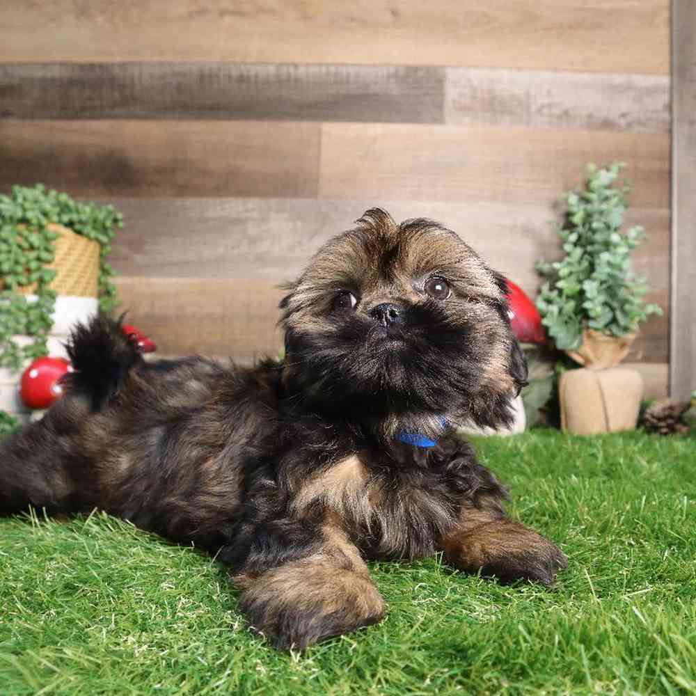 Image of a pet breed in the gallery