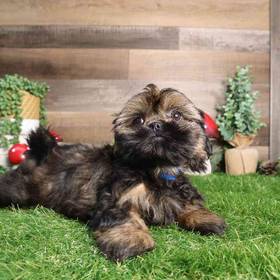 Shih Tzu