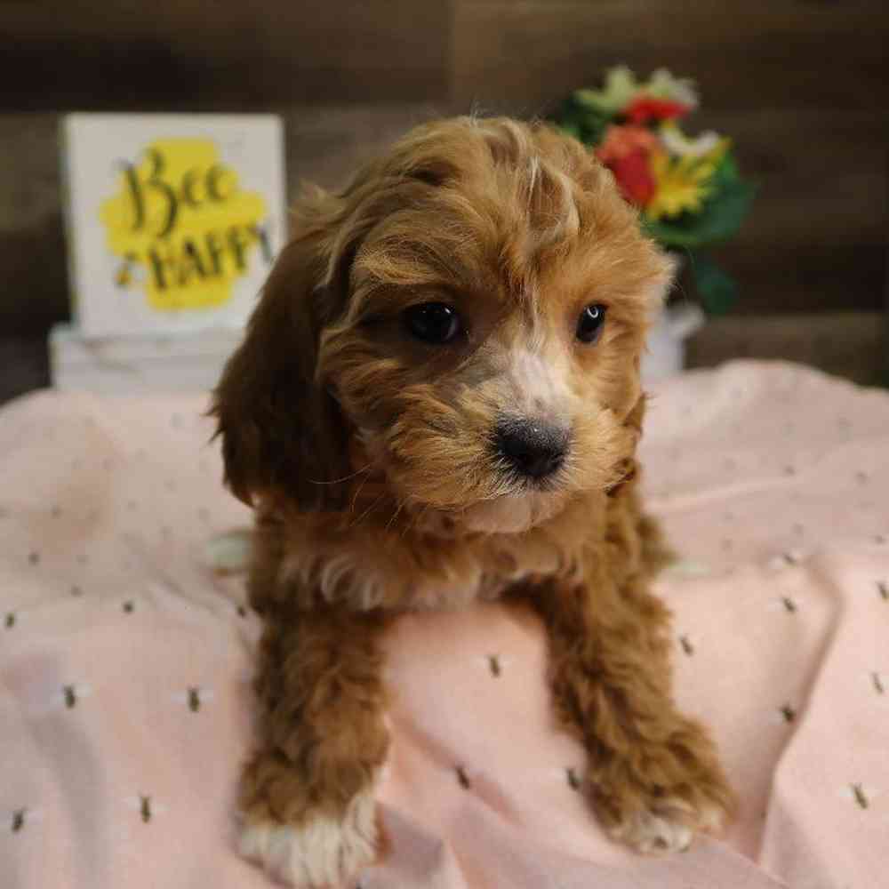 carousel pet images