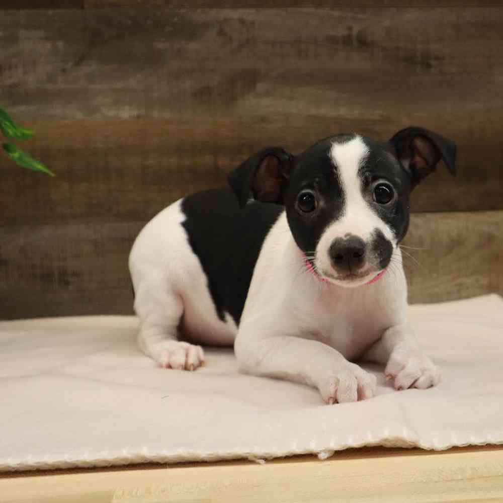 Female Rat Terrier Puppy for sale