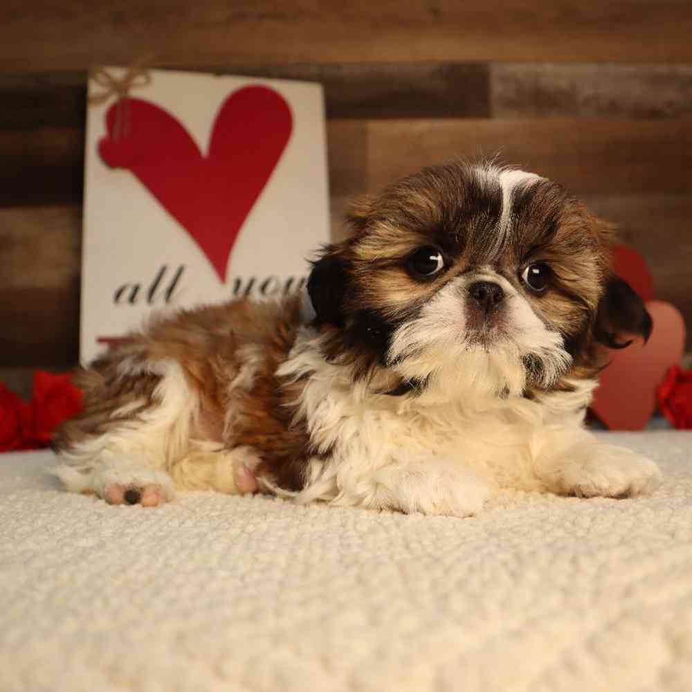 carousel pet images