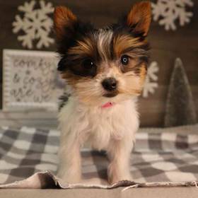 Yorkshire Terrier