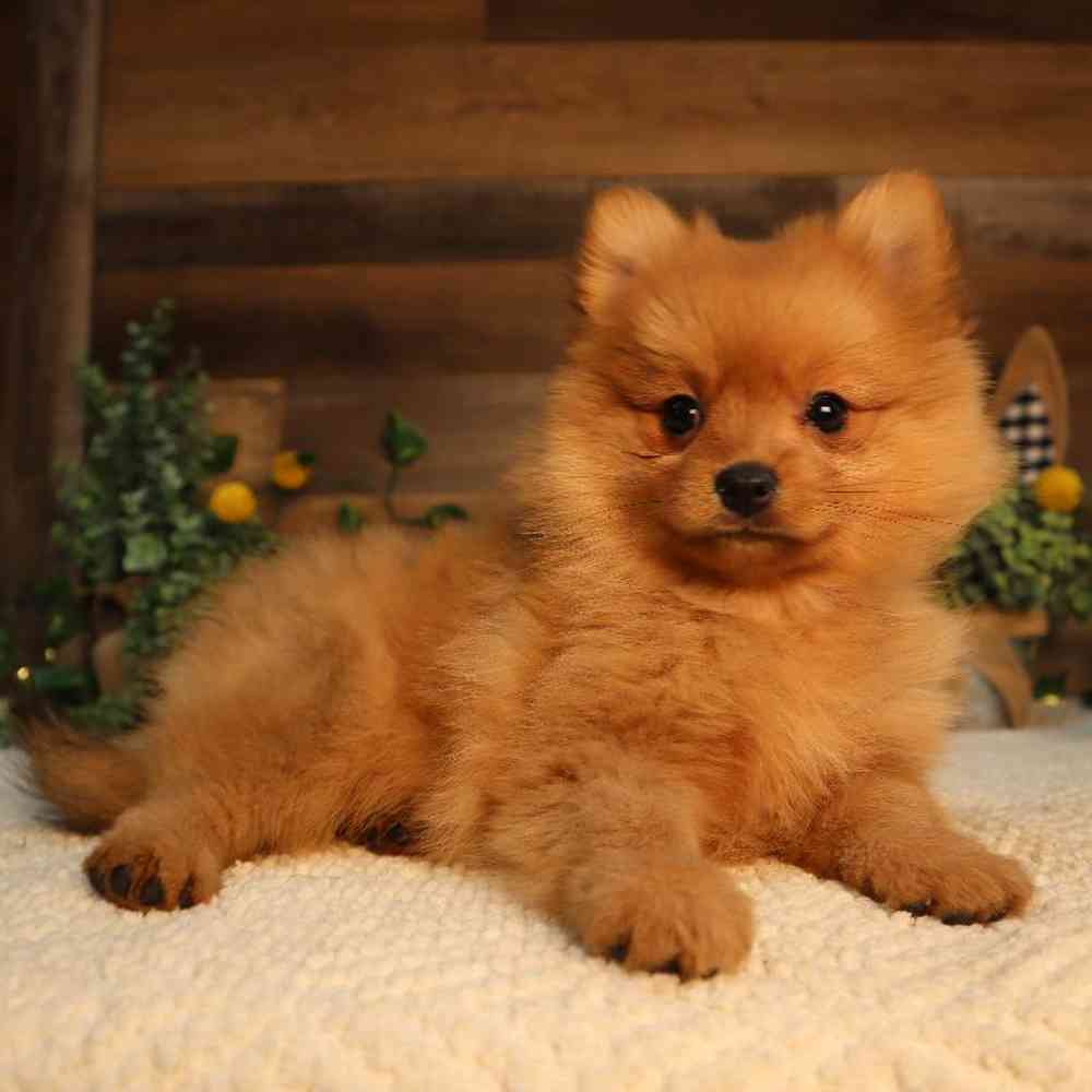 pet breed image