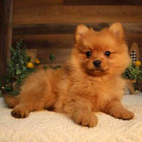 Pomeranian