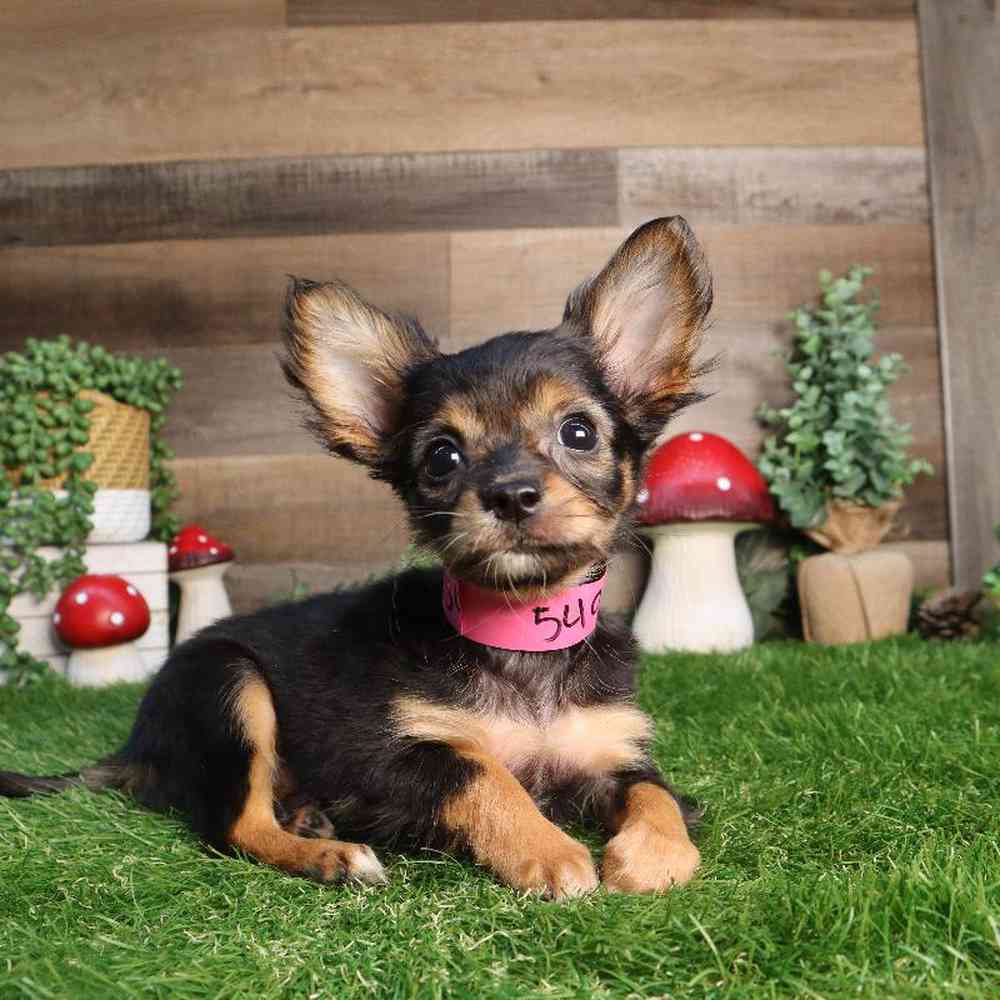 Image of a pet breed in the gallery