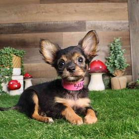 Chihuahua