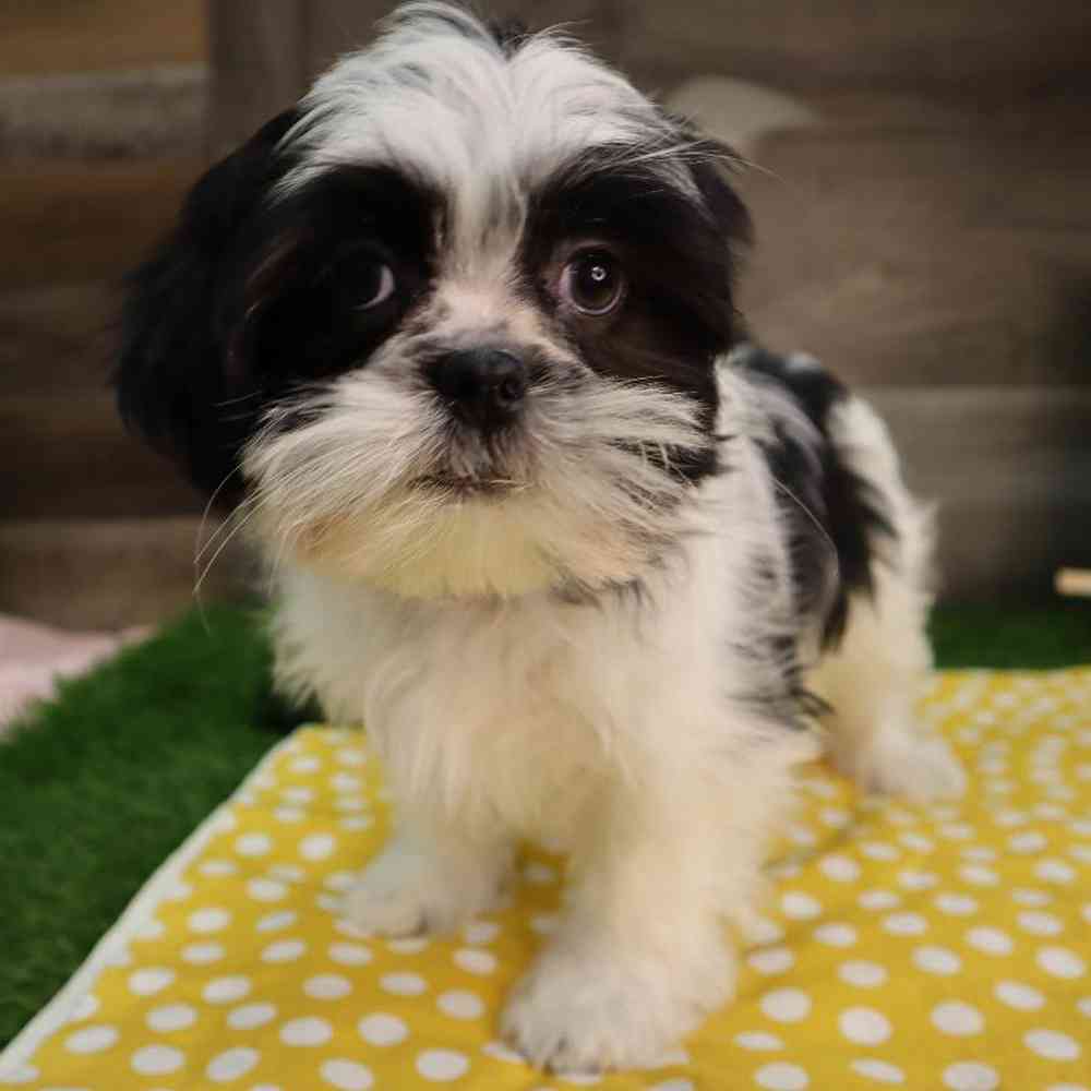 carousel pet images