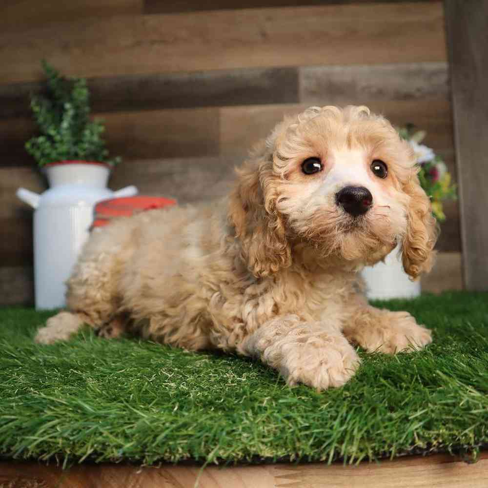 carousel pet images