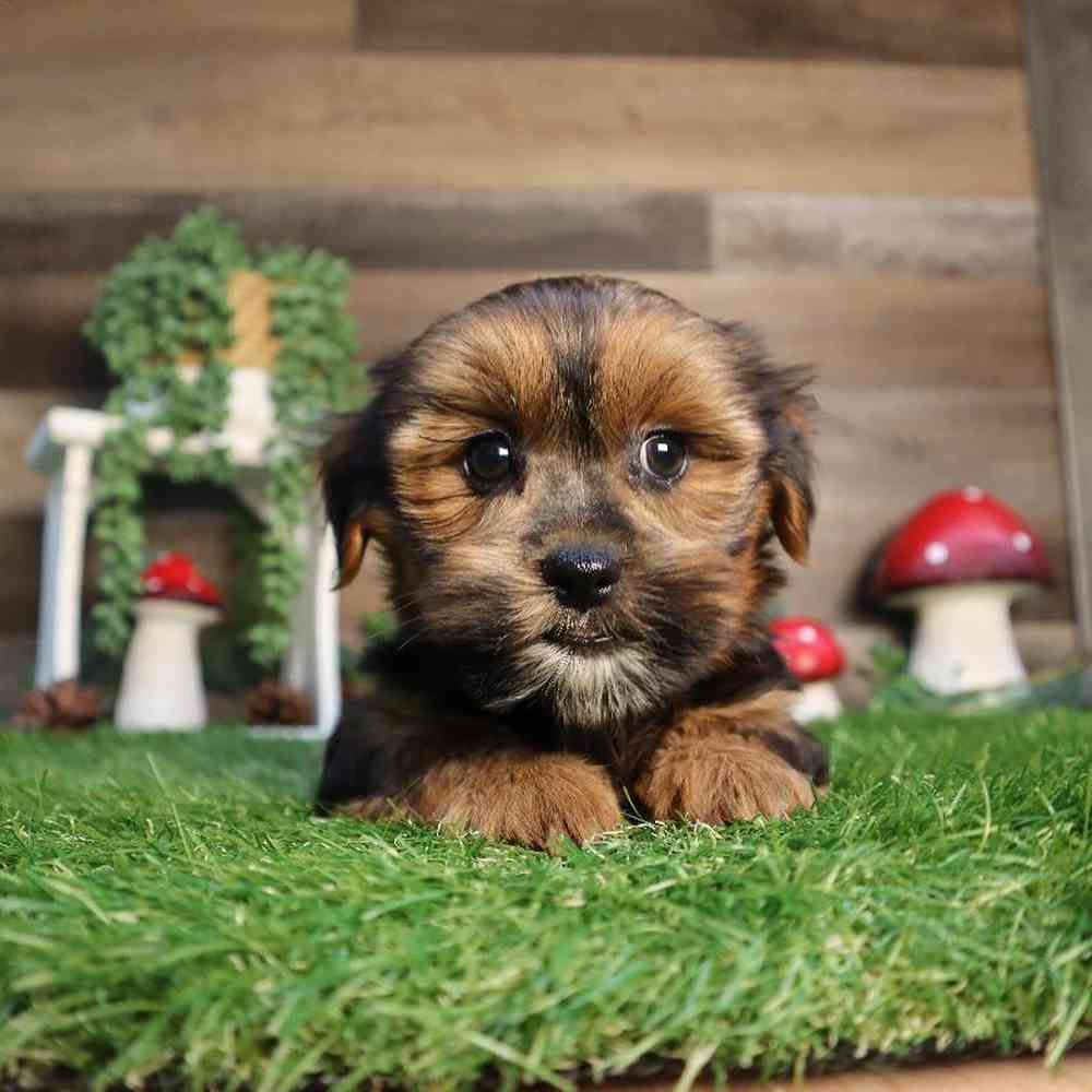 Image of a pet breed in the gallery