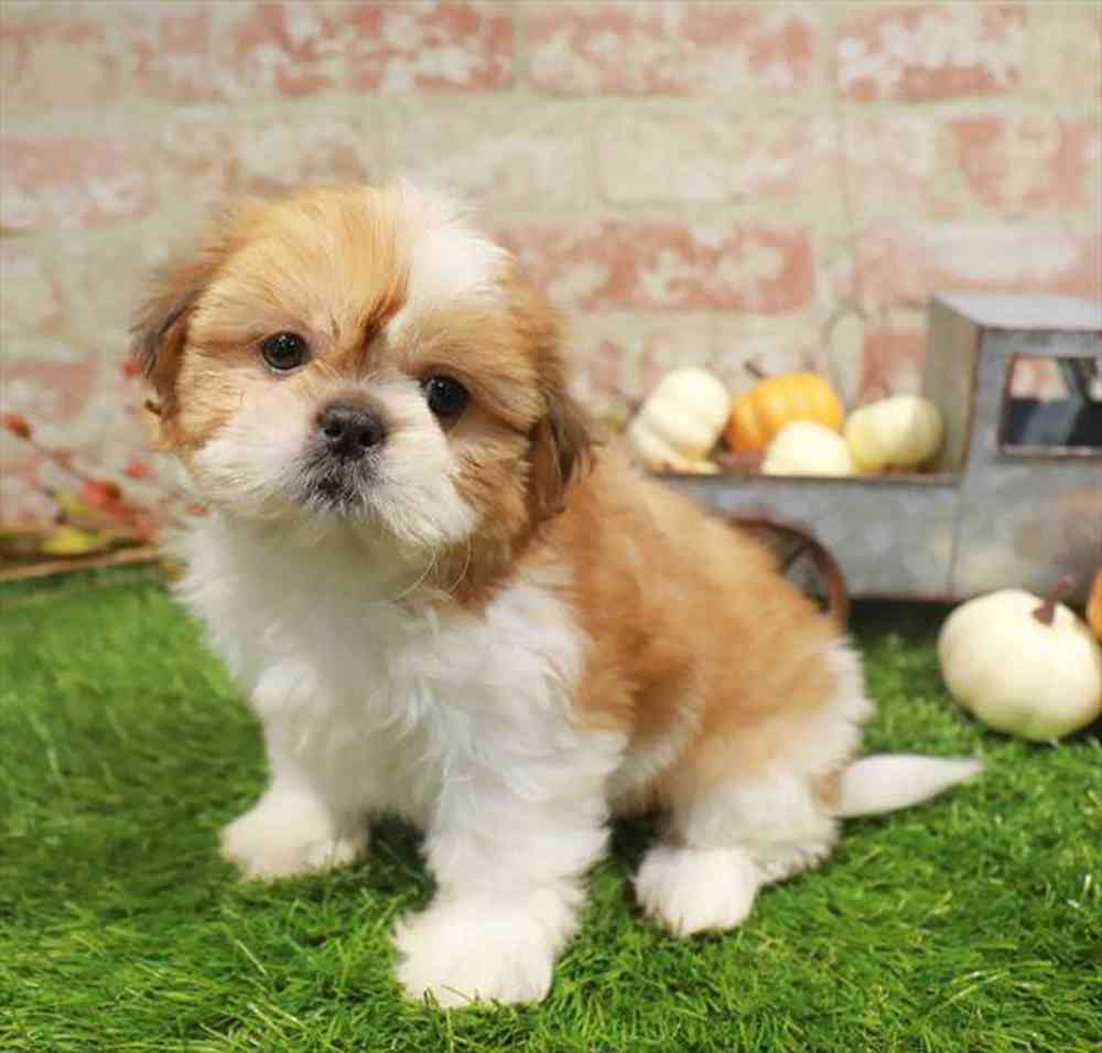 carousel pet images