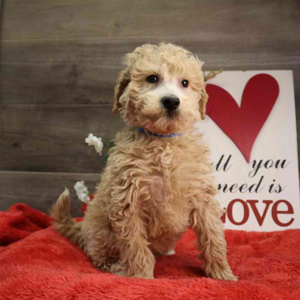 Male Mini Goldendoodle Puppy for Sale in Blaine, MN