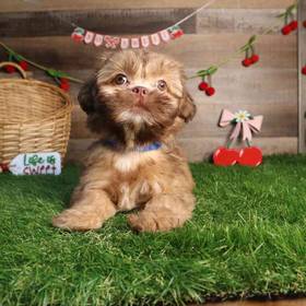 Lhasa Apso