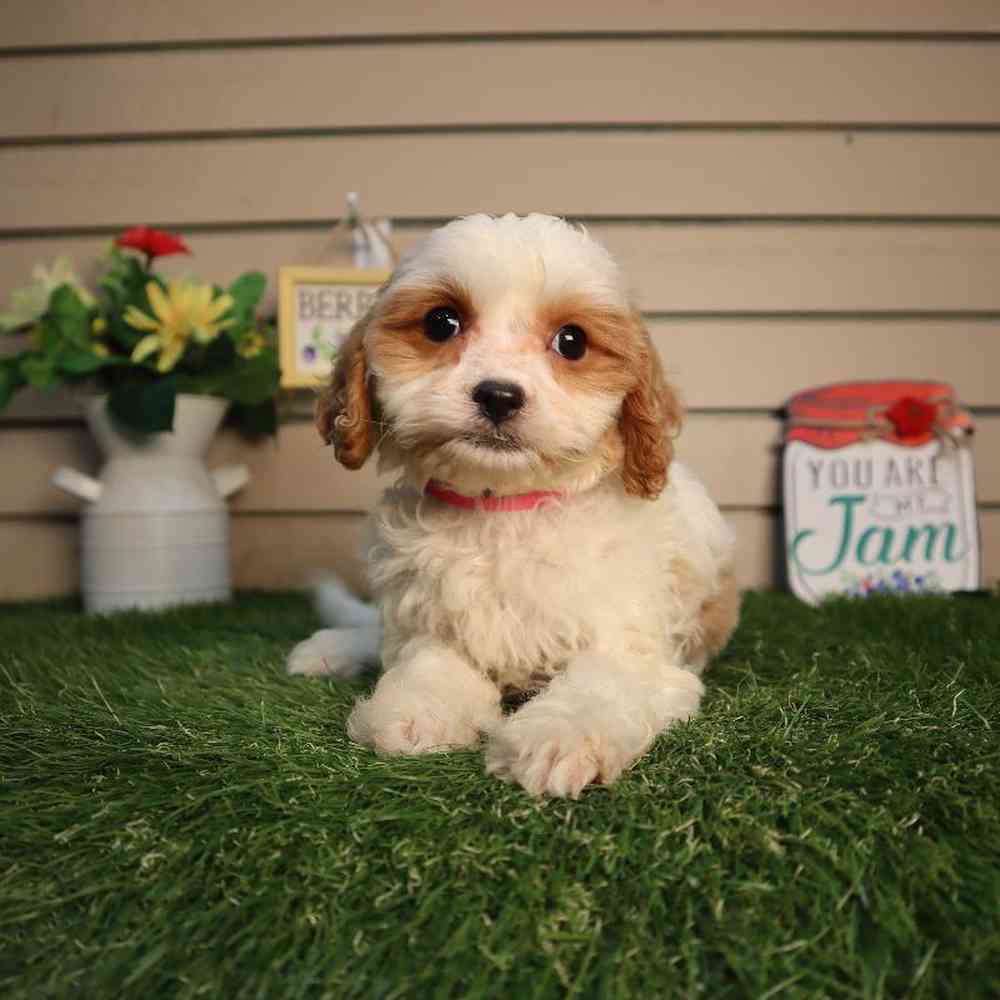 carousel pet images