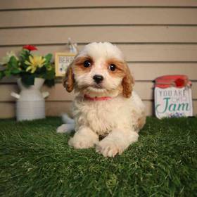 Cavapoo
