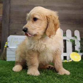 Mini Goldendoodle