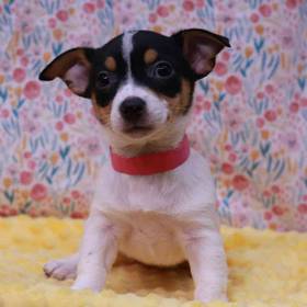 Rat Terrier