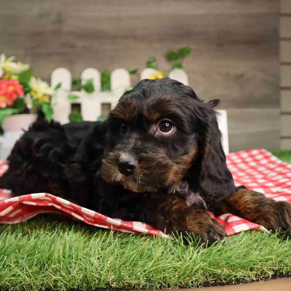 carousel pet images