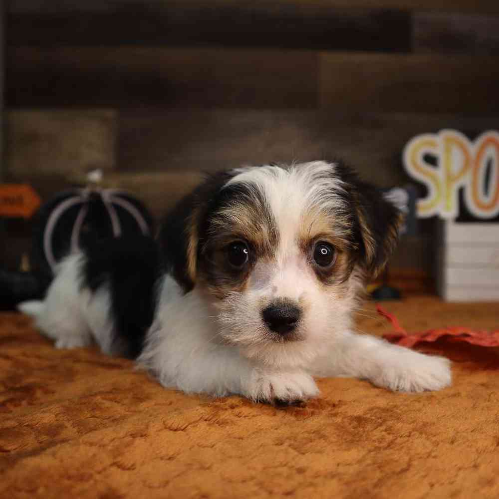 carousel pet images