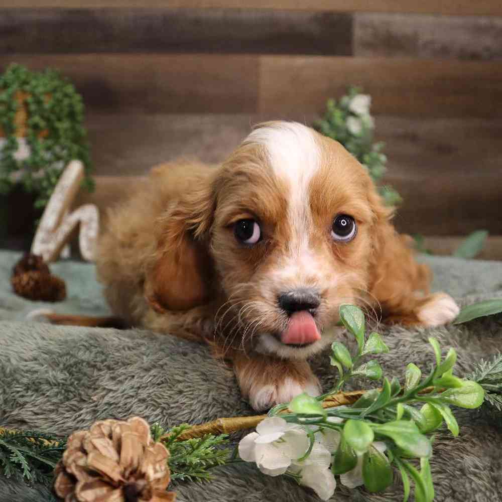 carousel pet images